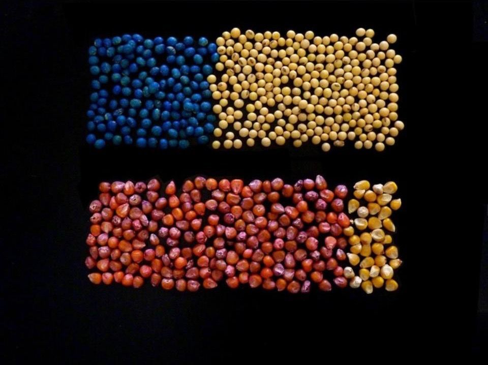 neonicotinoids